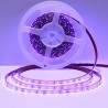 Tira de Led Ultra Violeta  5mm